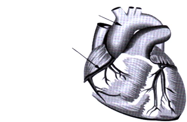heart diagram